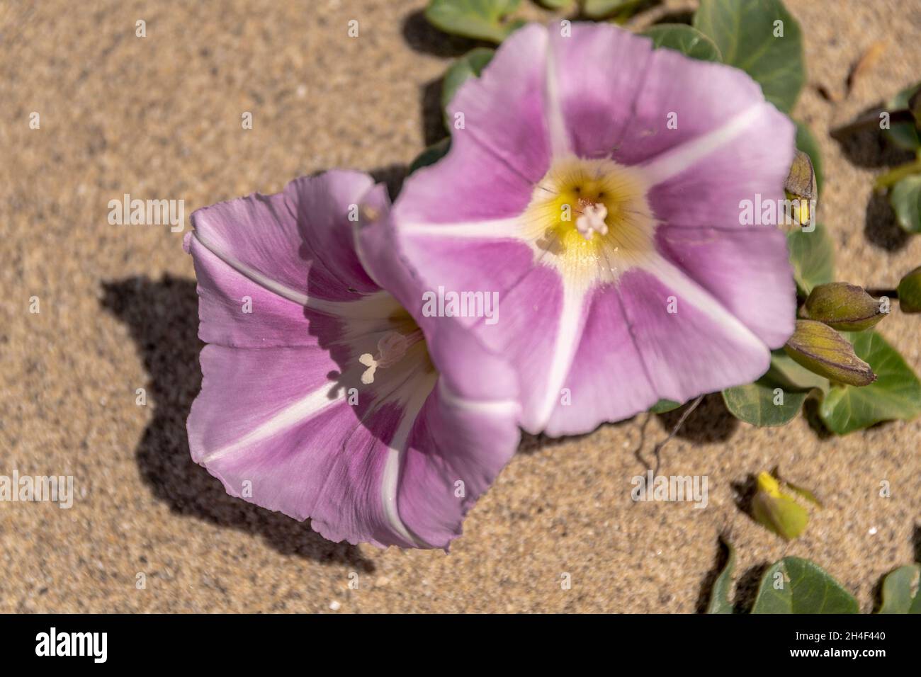 Close up of beautiful white Ipomea flowers Stock Photo