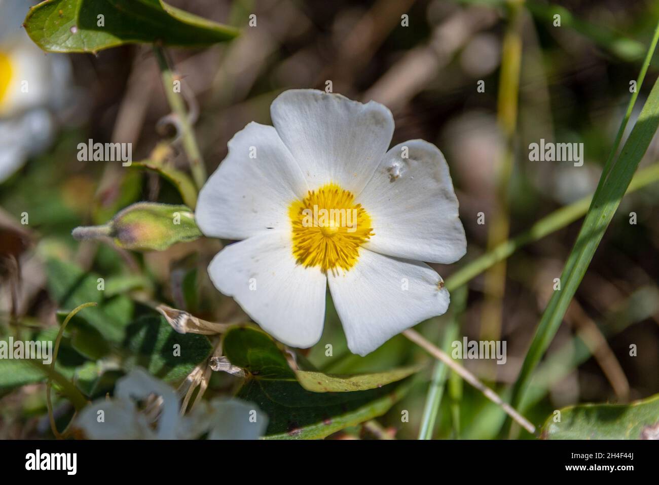 Close up of a white Helianthemum apenninum flower Stock Photo