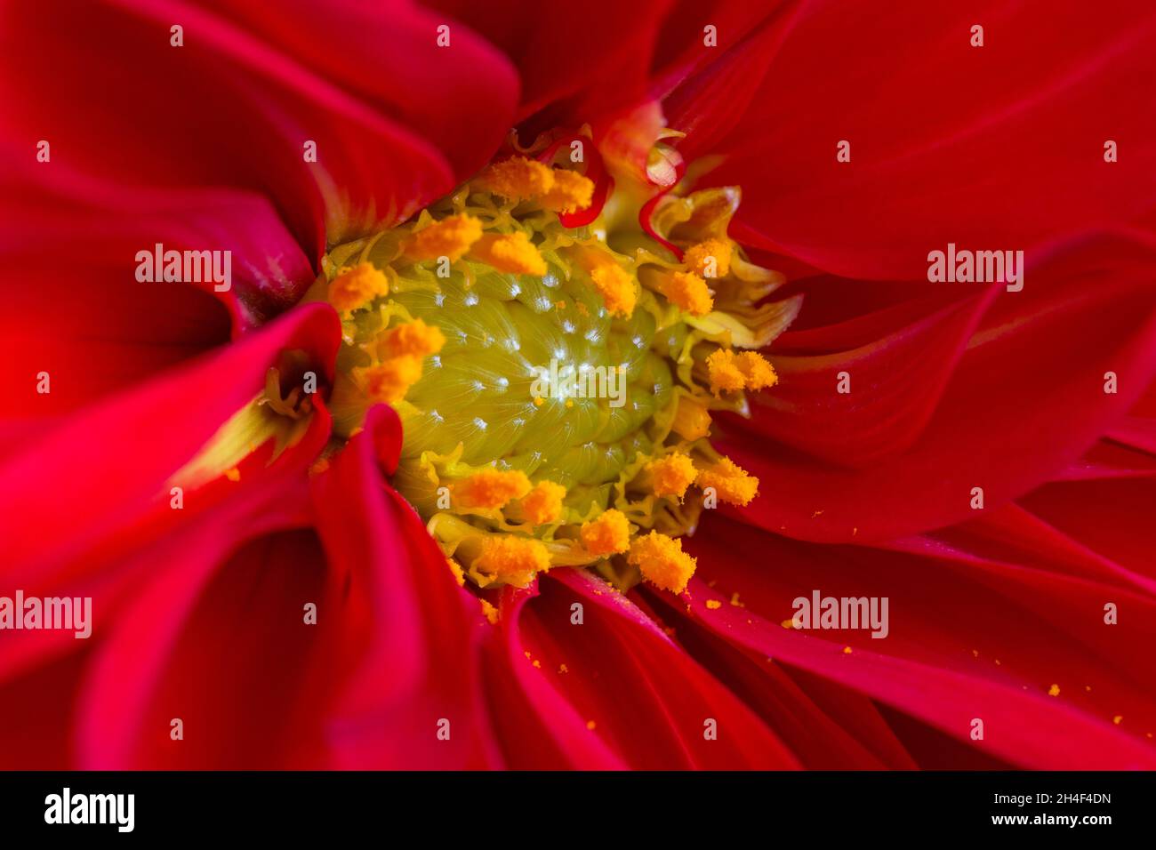 Red center of pink beautiful dahlia flower showing fibonacci pattern Stock Photo
