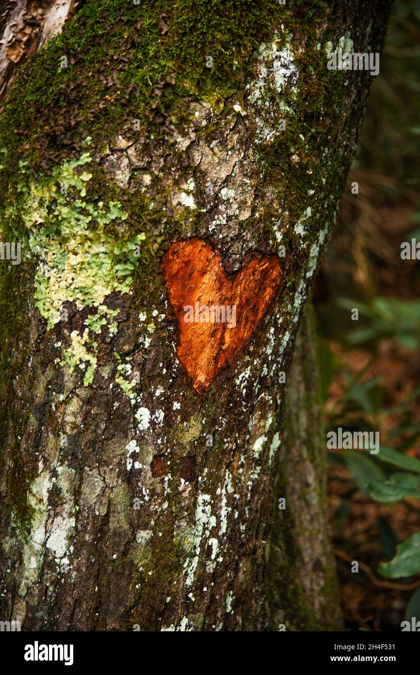 Vertical shot of a carved heart on the tree trun Stock Photo