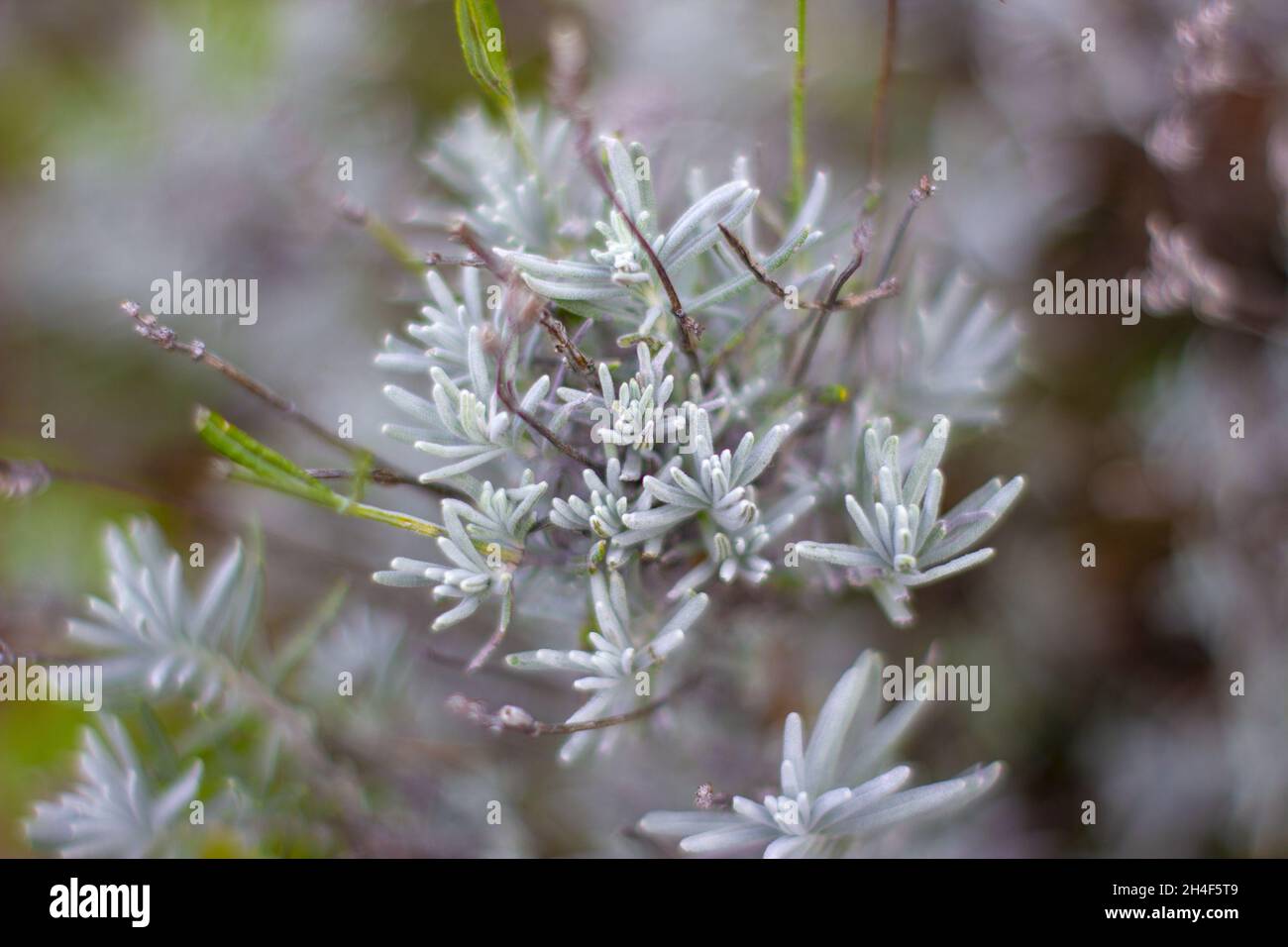 Closeup shot beautiful jungle hi-res stock photography and images - Alamy