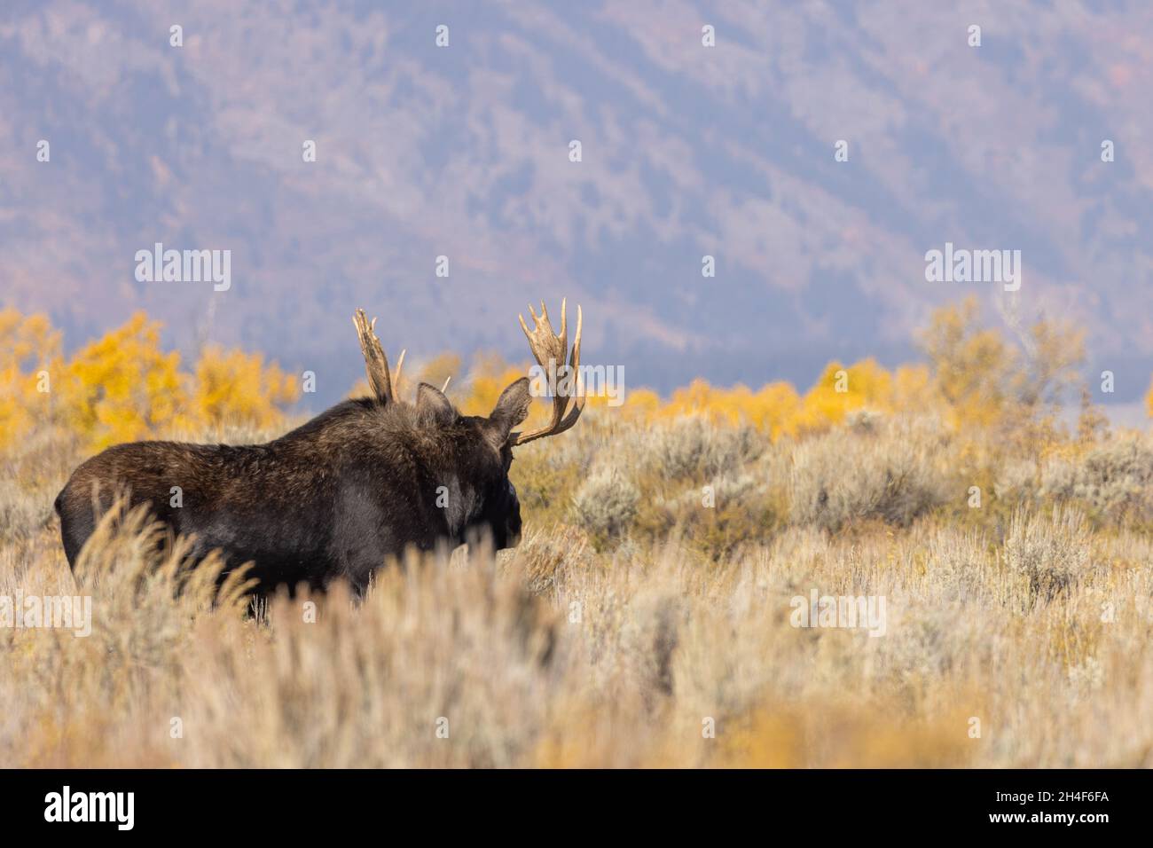 Bull Shiras Moose During the Fall Rut in Grand Teton National Park ...