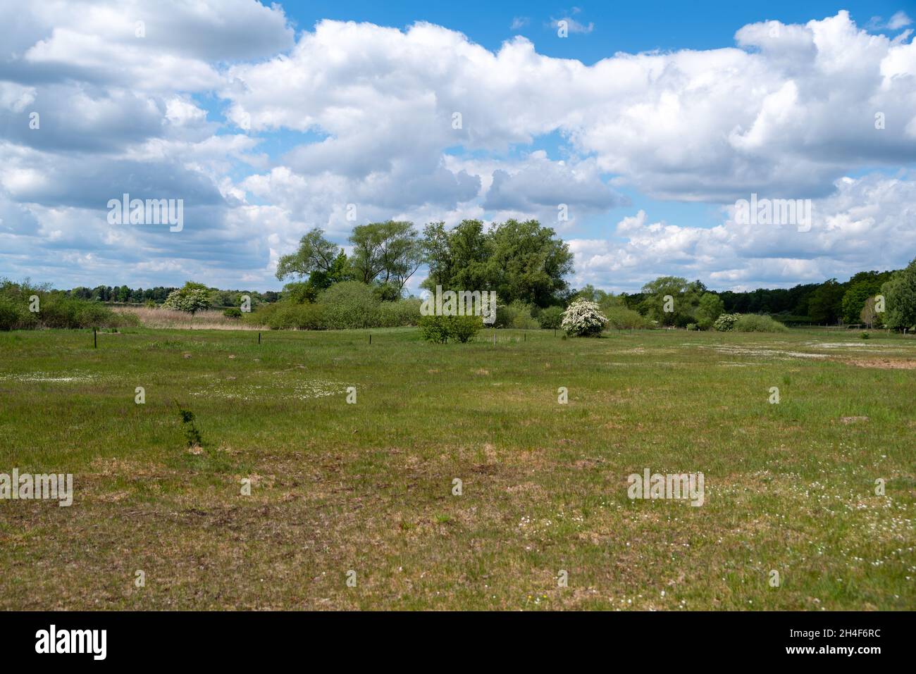 Summer green meadow trees hi-res stock photography and images - Alamy