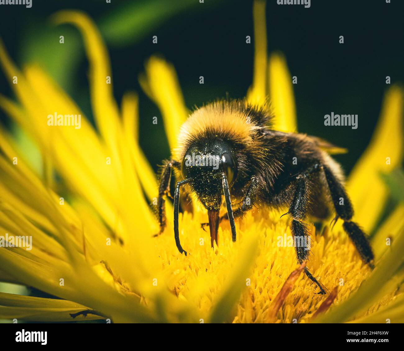 Beautiful Bee on a Flower Stock Photo Alamy