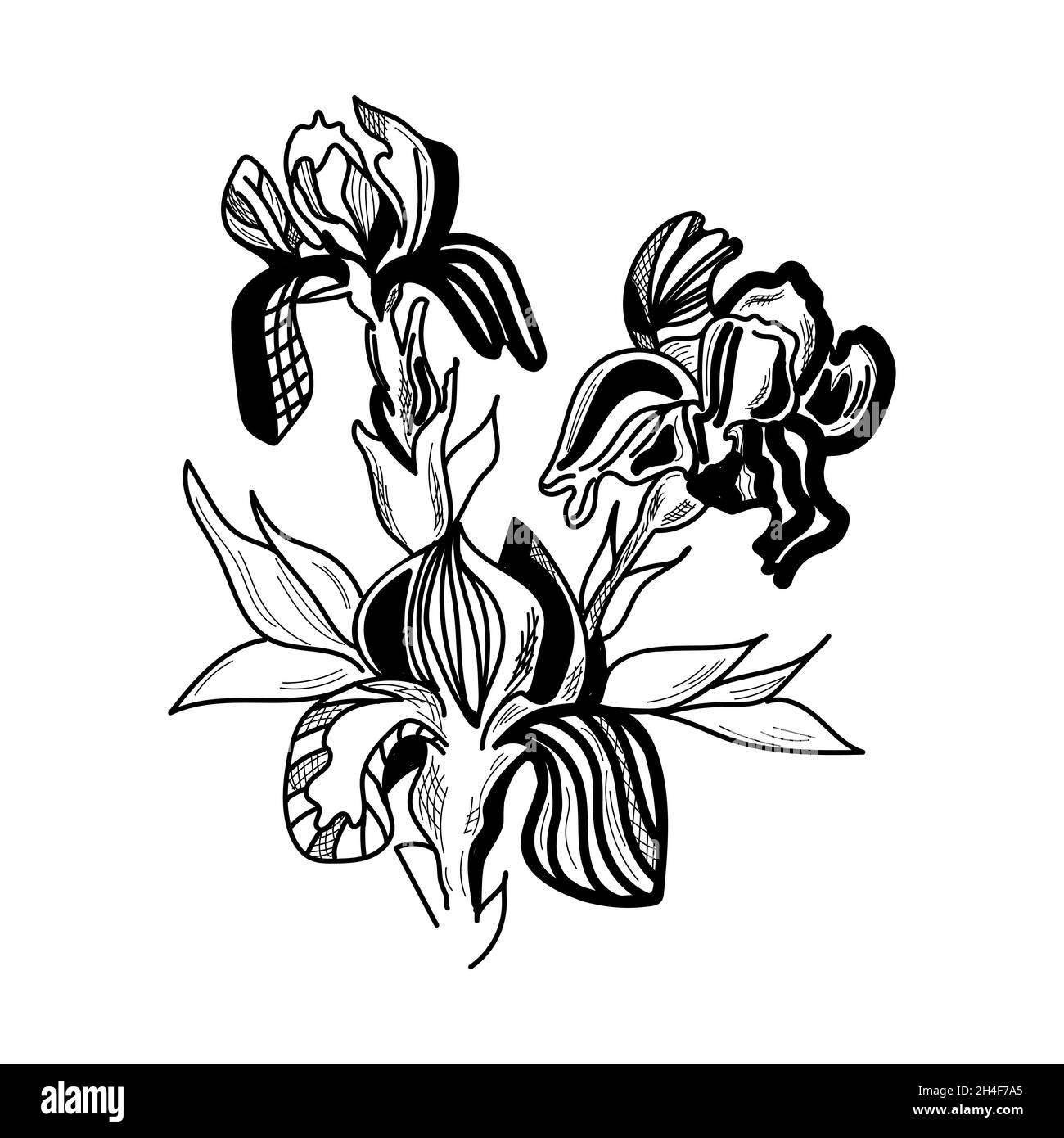 Iris flowers are drawn graphically. Vector illustration. Stock Vector