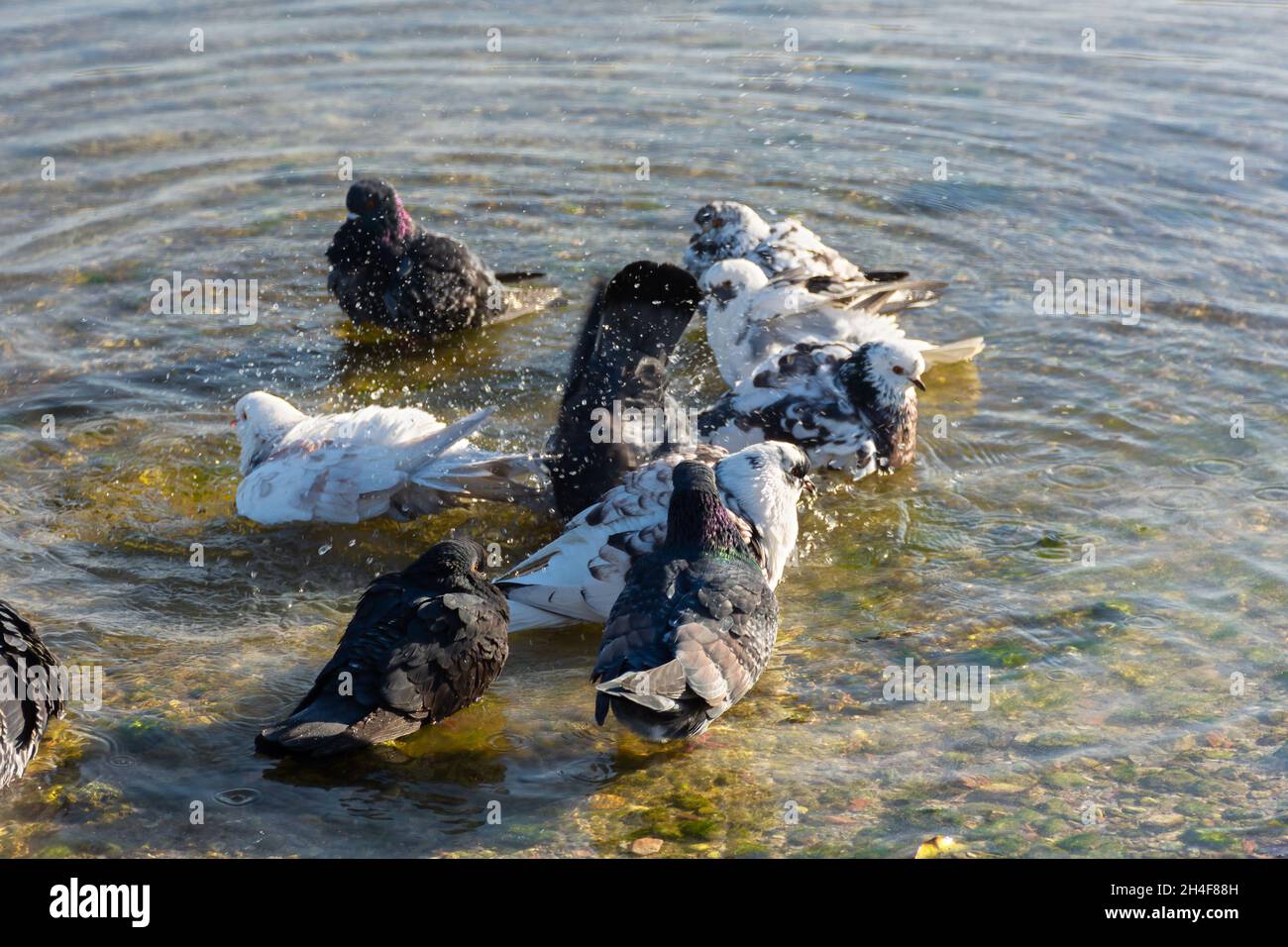 Pigeons water to bathe. A group of multicolored grays. black white