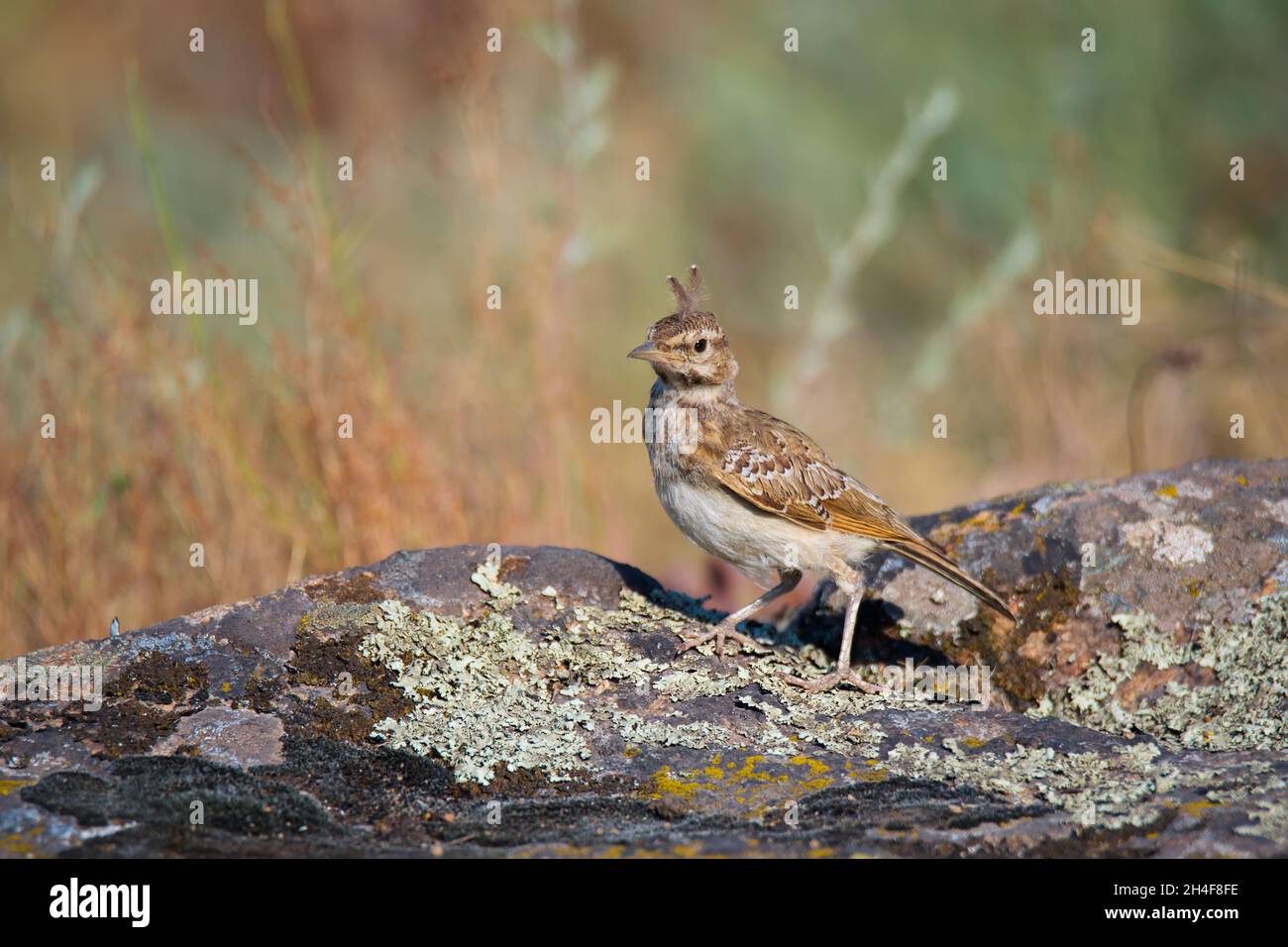 Beautiful Crested lark (Galerida cristata) sits on rocks on green grass nature background Stock Photo