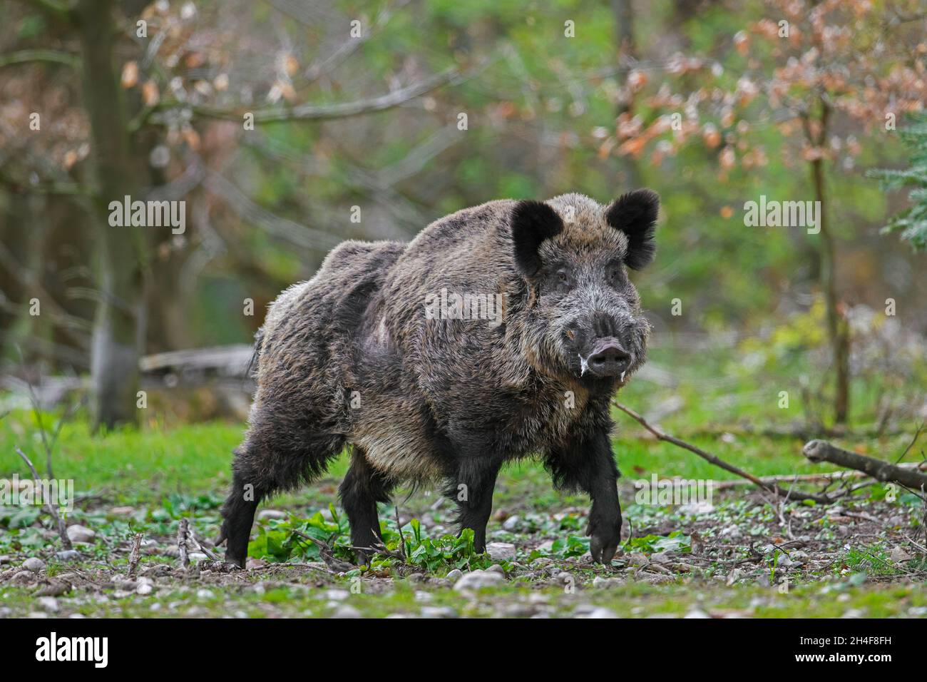 Solitary wild boar (Sus scrofa) male foaming at the mouth and releasing pheromones in forest in spring Stock Photo