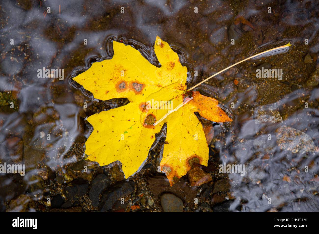A single fallen yellow maple leaf floating on water in autumn Stock Photo