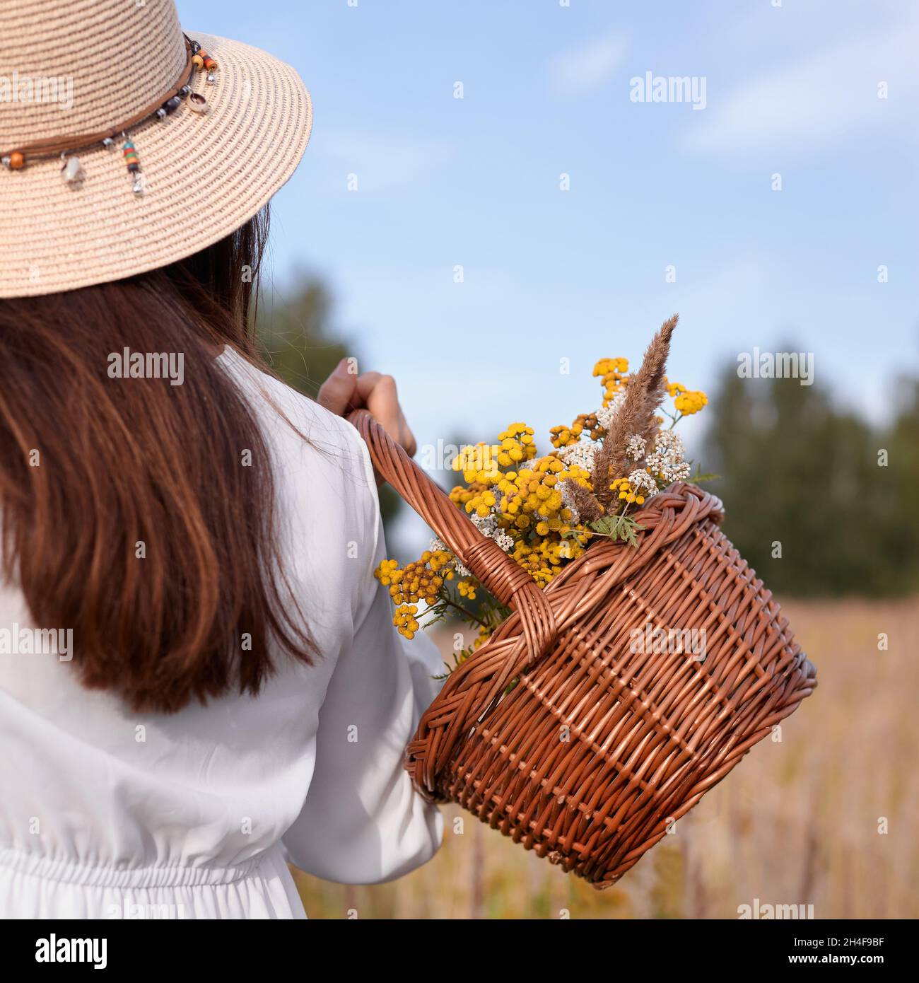 Woman sholding basket of wild flowers. Woman picking flowers / herbs in nature. Stock Photo