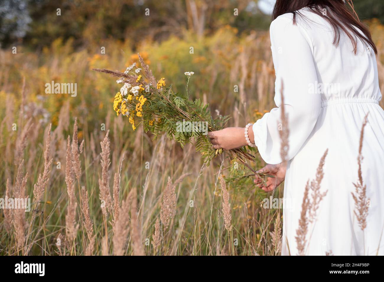 Woman holds a bouquet of wild flowers. A woman collecting flowers / herbs in nature. Copy-space. Stock Photo