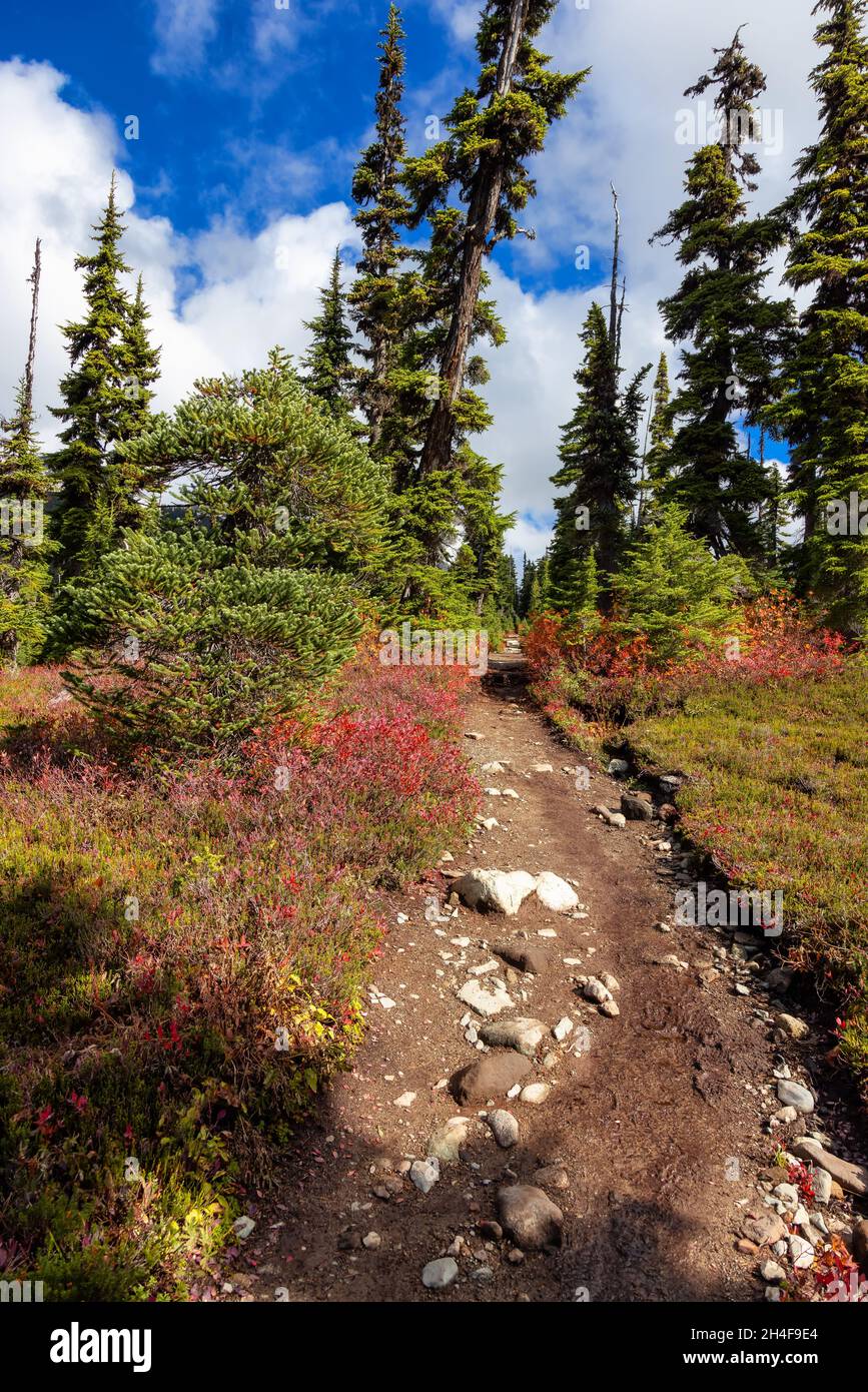Hiking trail outdoors in Canadian nature. Sunny Fall Season Stock Photo ...