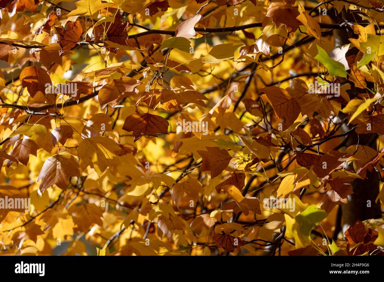 Golden autumn, leaves turning on a tree in New Alresford, Hampshire, UK Stock Photo