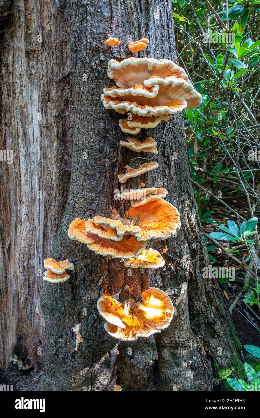 Tree Fungus,Chicken of the Woods – Laetiporus sulphureus,Usually found growing on Oak and Sweet Chestnut  trunks. Stock Photo