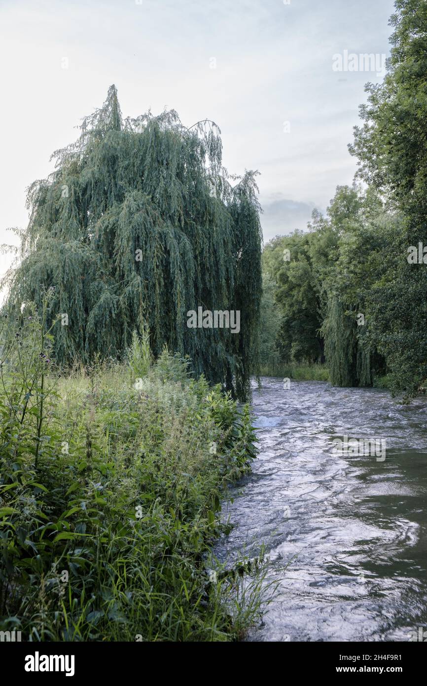 The river Tauber in Germany with wild meadow and willow tree at the shore. Stock Photo