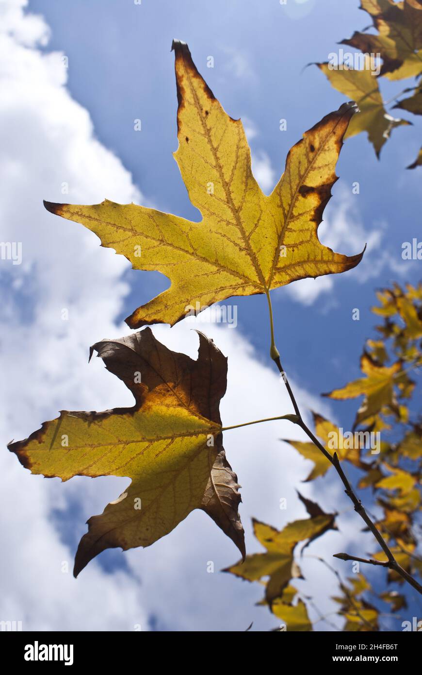 Vertical shot of dried autumn leaves on a cloudy sky background Stock ...