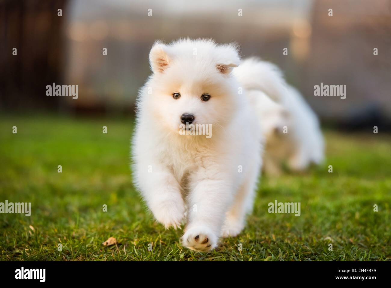 Adorable samoyed puppy running in motion on the lawn Stock Photo