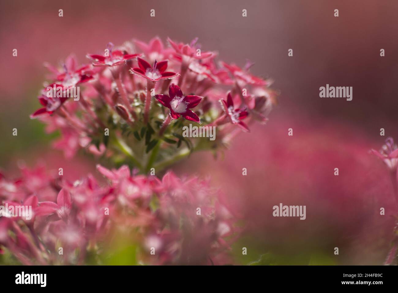 Closeup of beautiful pink alyssum flowers in a garden Stock Photo - Alamy