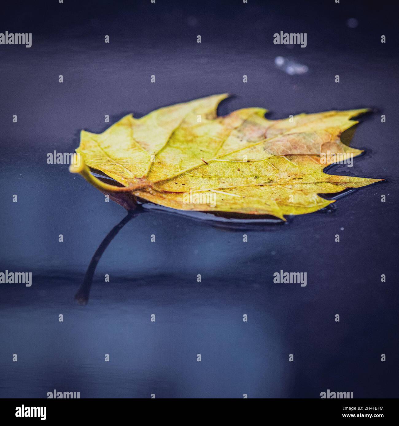 Closeup of a fallen yellow leaf floating on a water surface in autumn ...