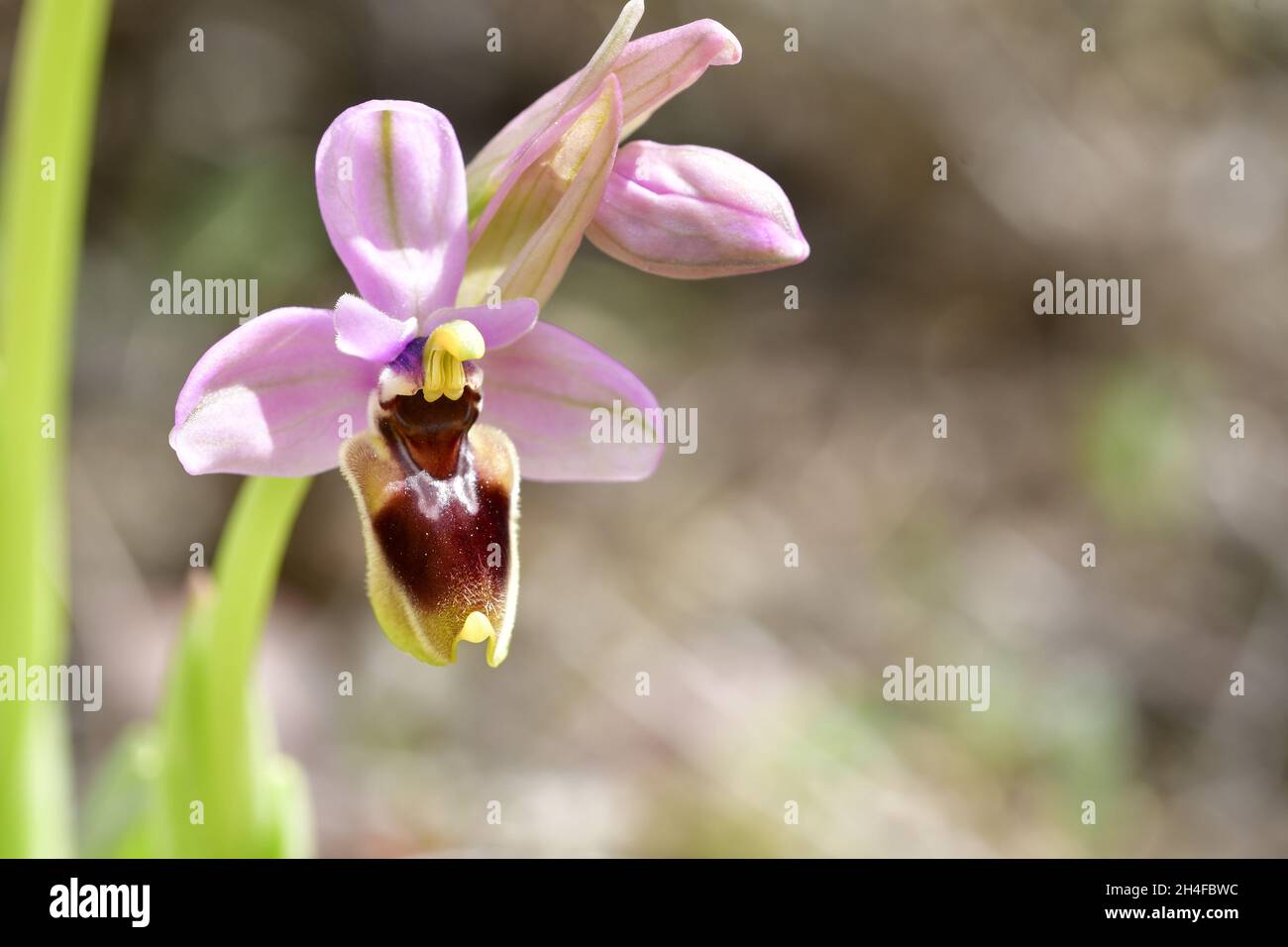 Ophrys tenthredinifera is a monopodial and terrestrial orchid Stock Photo