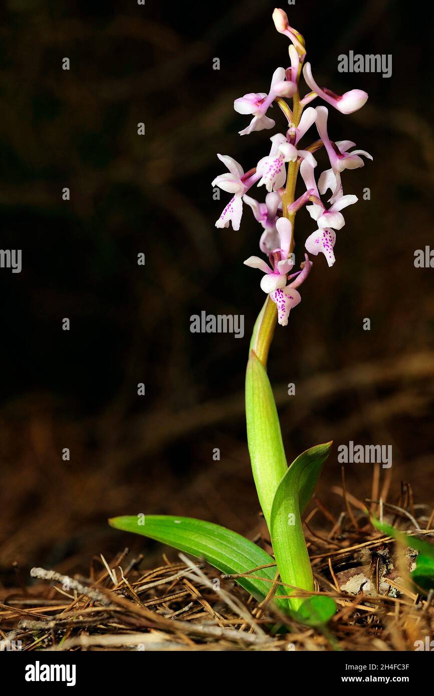 Orchis mascula is an orchid with a terrestrial habit. Stock Photo