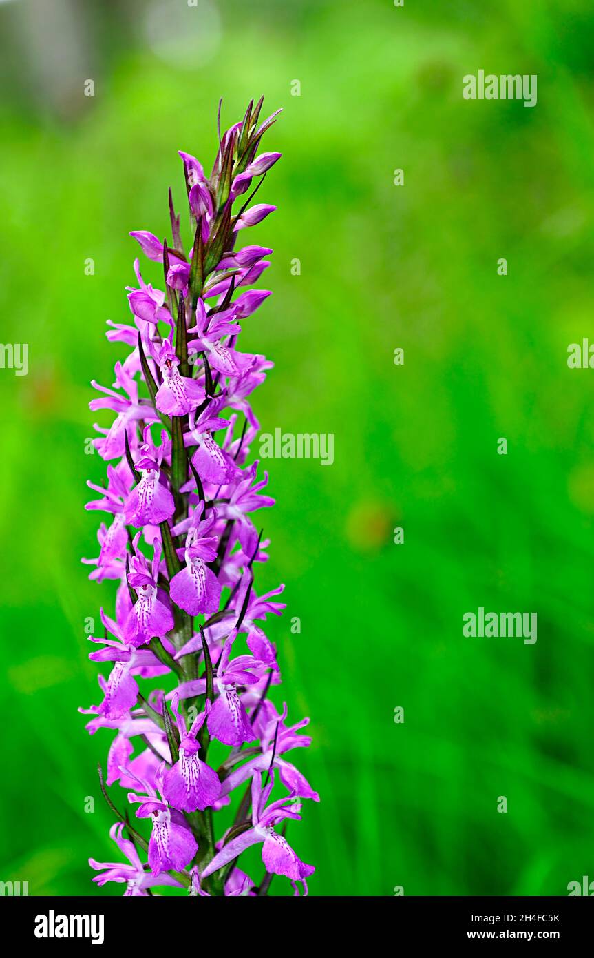 Orchis mascula is an orchid with a terrestrial habit. Stock Photo