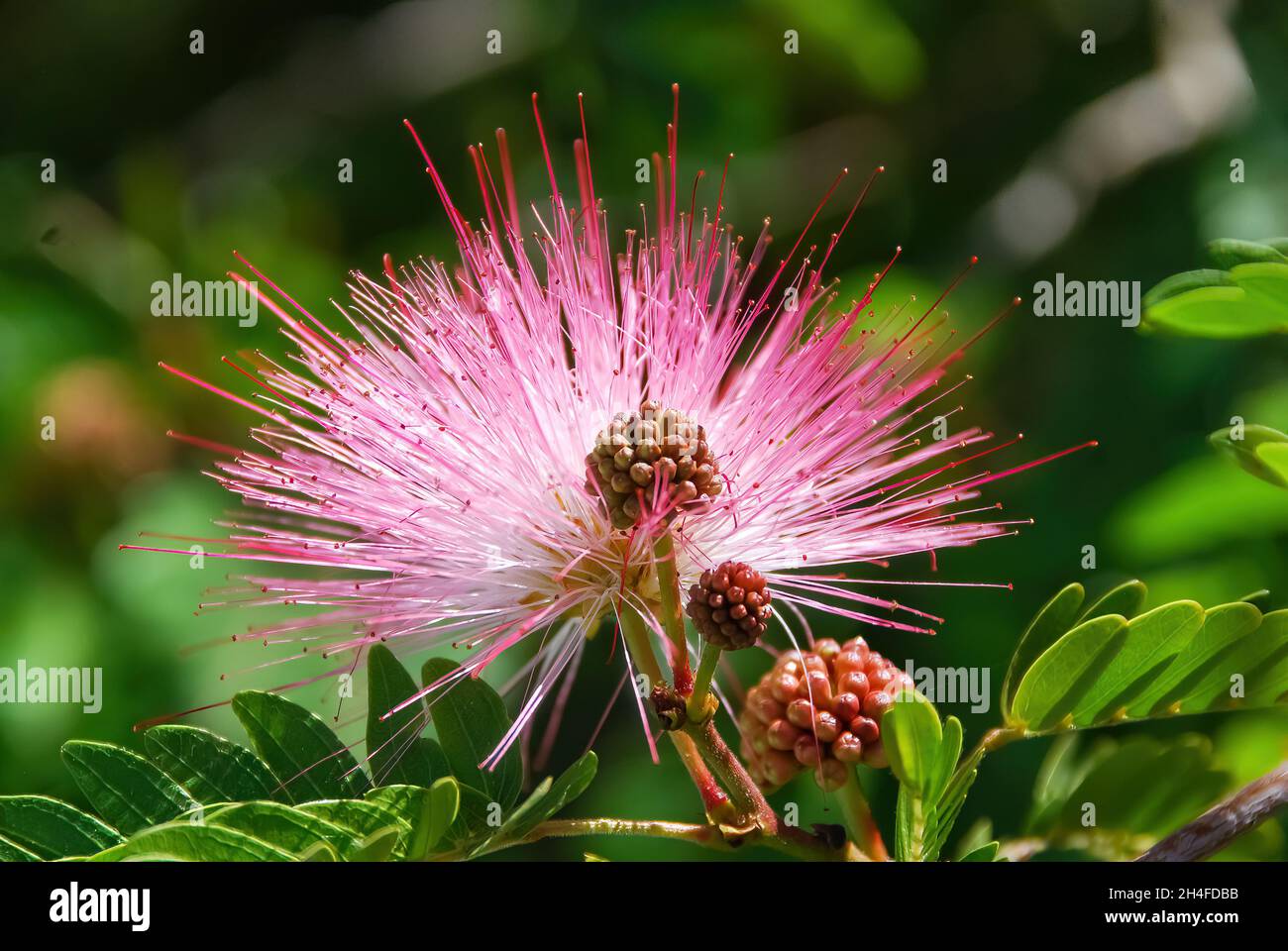 Close up view of the white and pink of the Powder Puff plant (Calliandra Haematocephala) bloom
