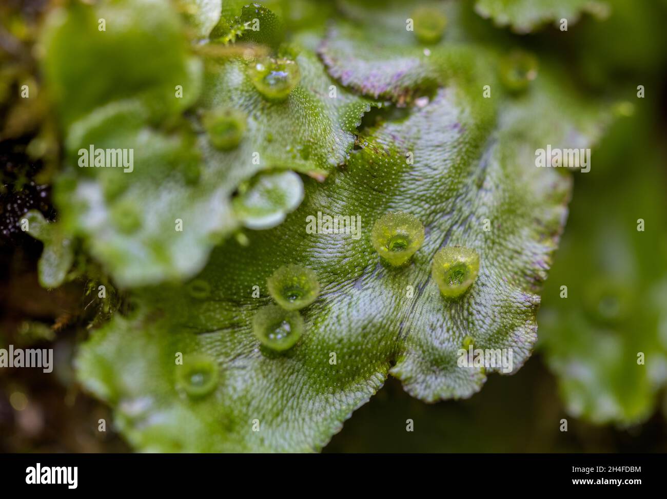Marchantia, a species in the genus of liverworts moss Stock Photo