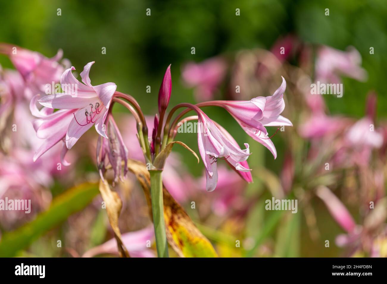 Crinum moorei flowers in bloom Stock Photo