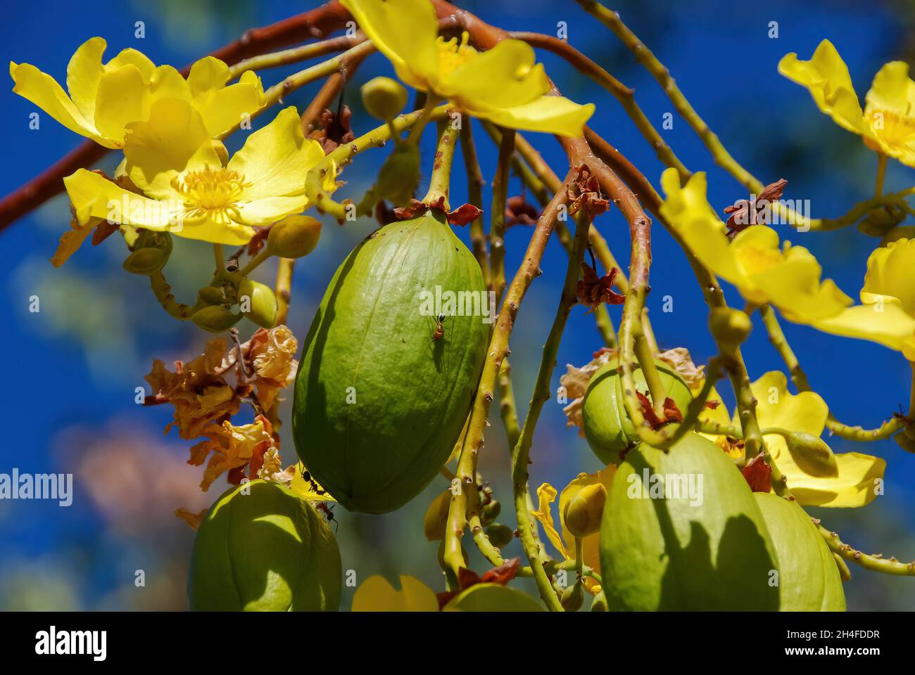 Close up view of the yellow flowers of the Cochlospermum or buttercup tree or silk cotton tree in bloom with some buds still unopened and ant crawling Stock Photo