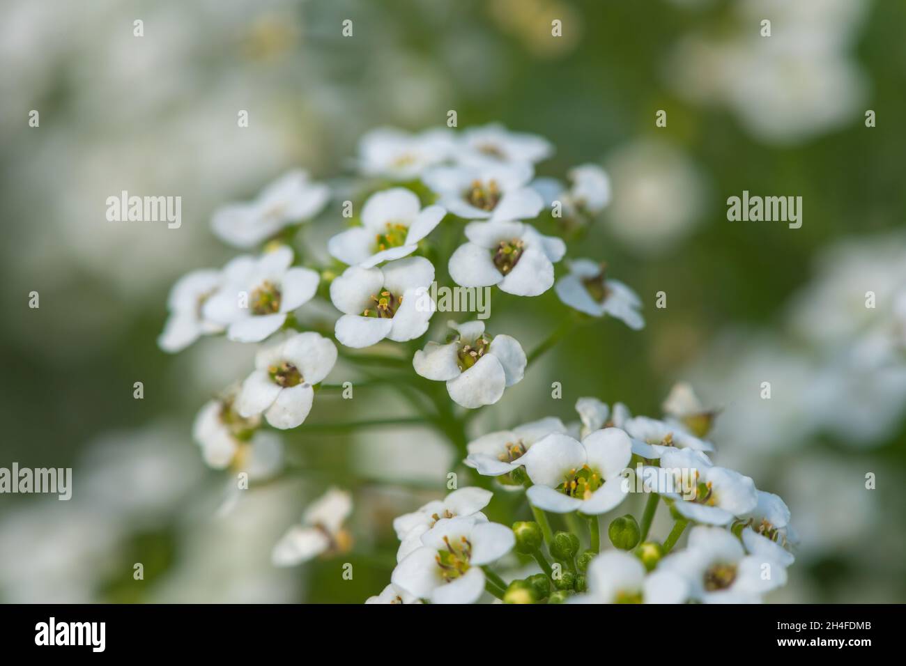 Close up of hornungia alpina flowers in bloom Stock Photo