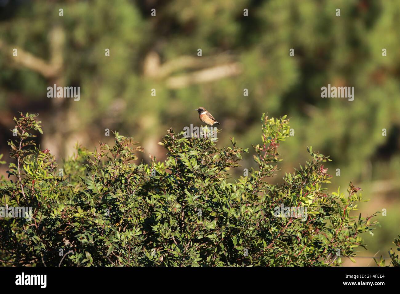 European Stonechat on the branch. Wildlife scene from nature Stock Photo