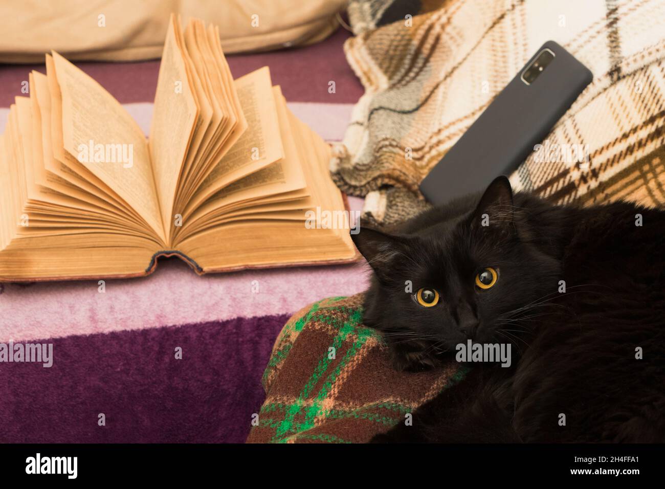 Black cat at home, open book Stock Photo Alamy