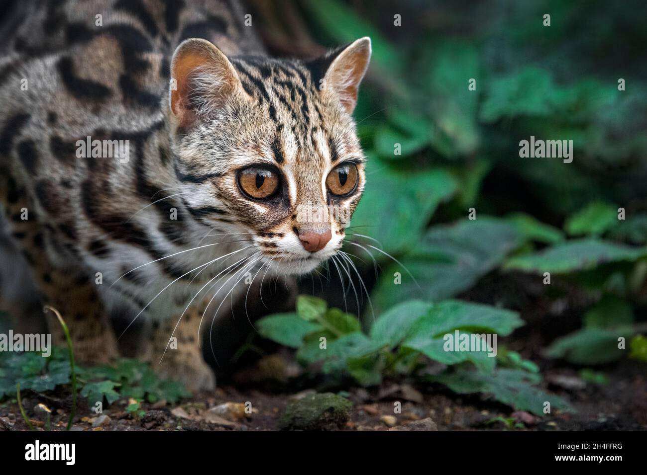 Asian leopard cat (Prionailurus bengalensis) Stock Photo