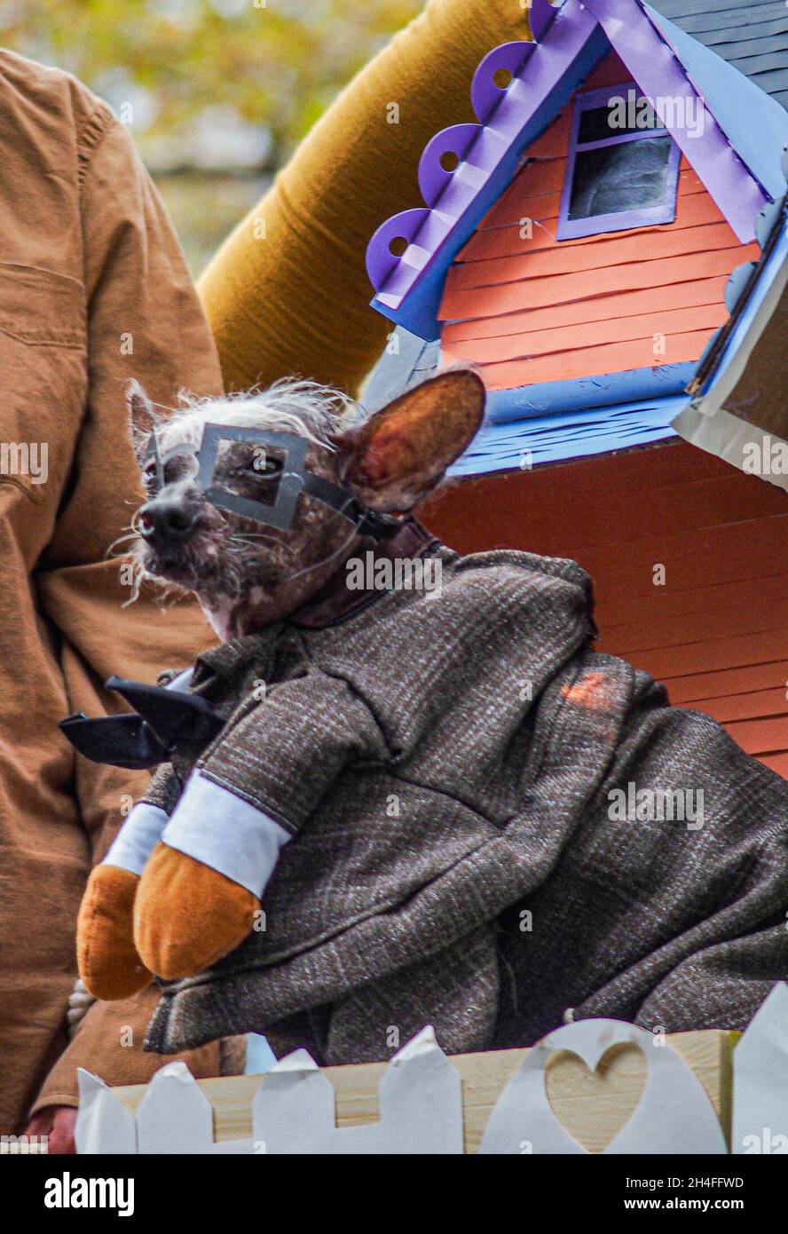 New York, New York, USA. 31st Oct, 2021. The 23rd Great PUPkin contest