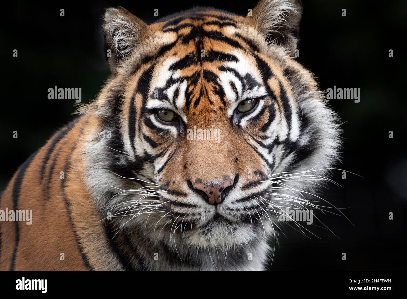 Female Sumatran tiger, looking towards camera Stock Photo