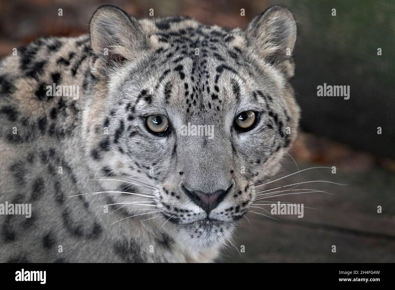Young snow leopard gazing into the camera Stock Photo