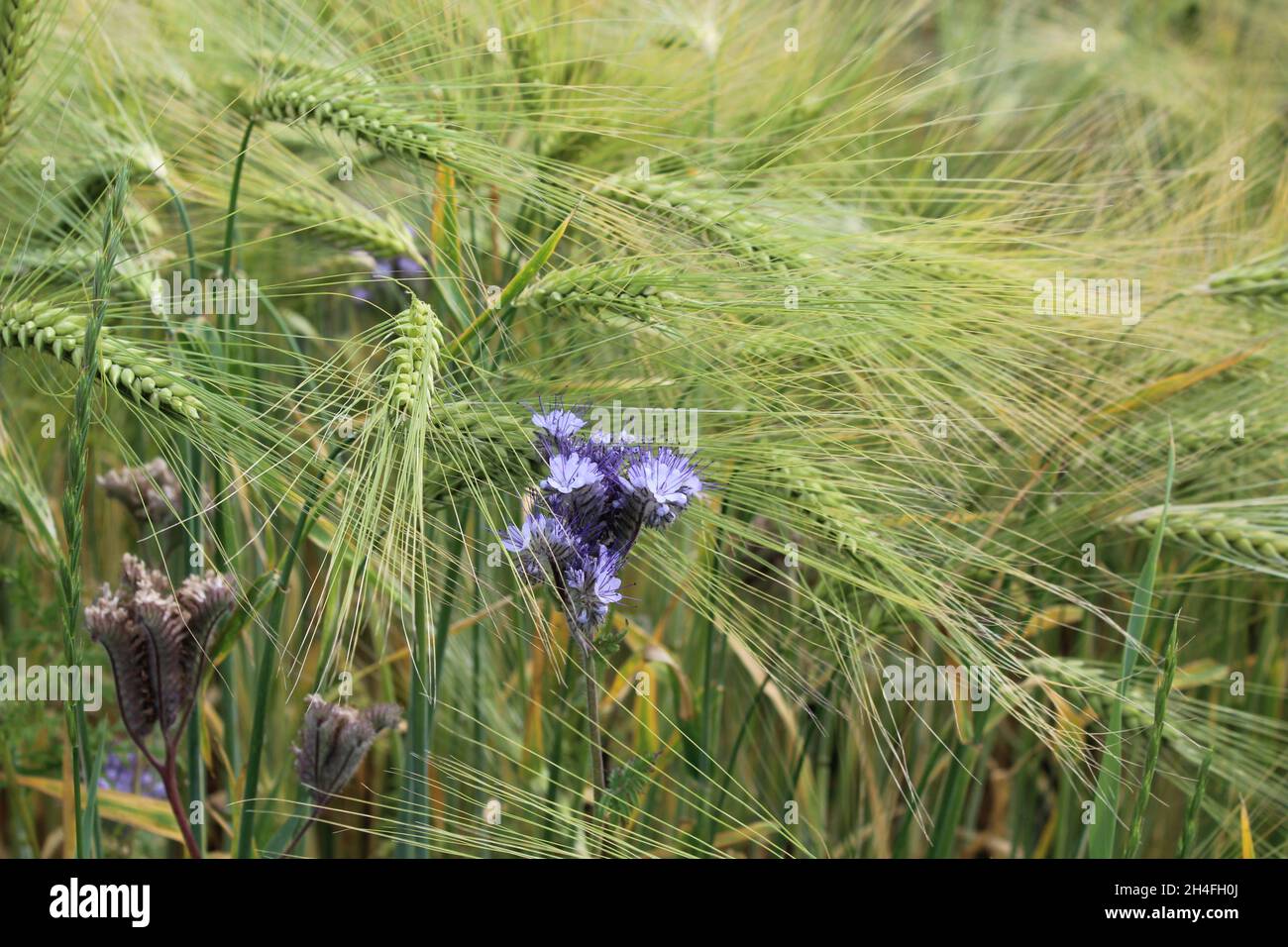 Lila Blüten des Büschelschön (Phacelia tanacetifolia) in einem Triticale Feld, Heiden, NRW, Deutschland. Stock Photo