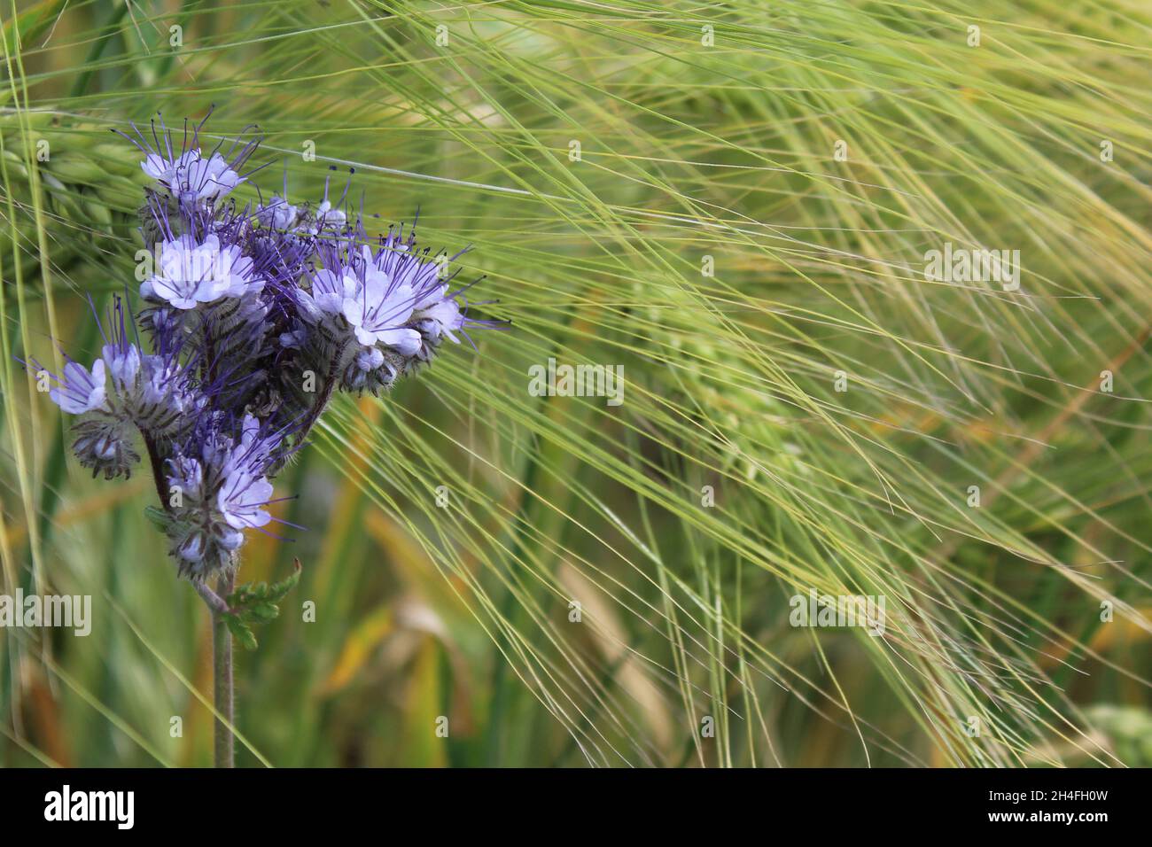 Lila Blüten des Büschelschön (Phacelia tanacetifolia) in einem Triticale Feld, Heiden, NRW, Deutschland. Stock Photo