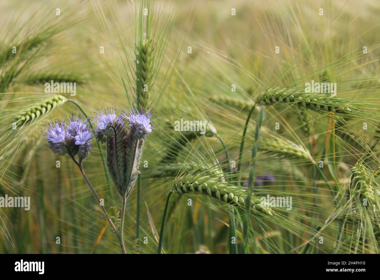 Lila Blüten des Büschelschön (Phacelia tanacetifolia) in einem Triticale Feld, Heiden, NRW, Deutschland. Stock Photo