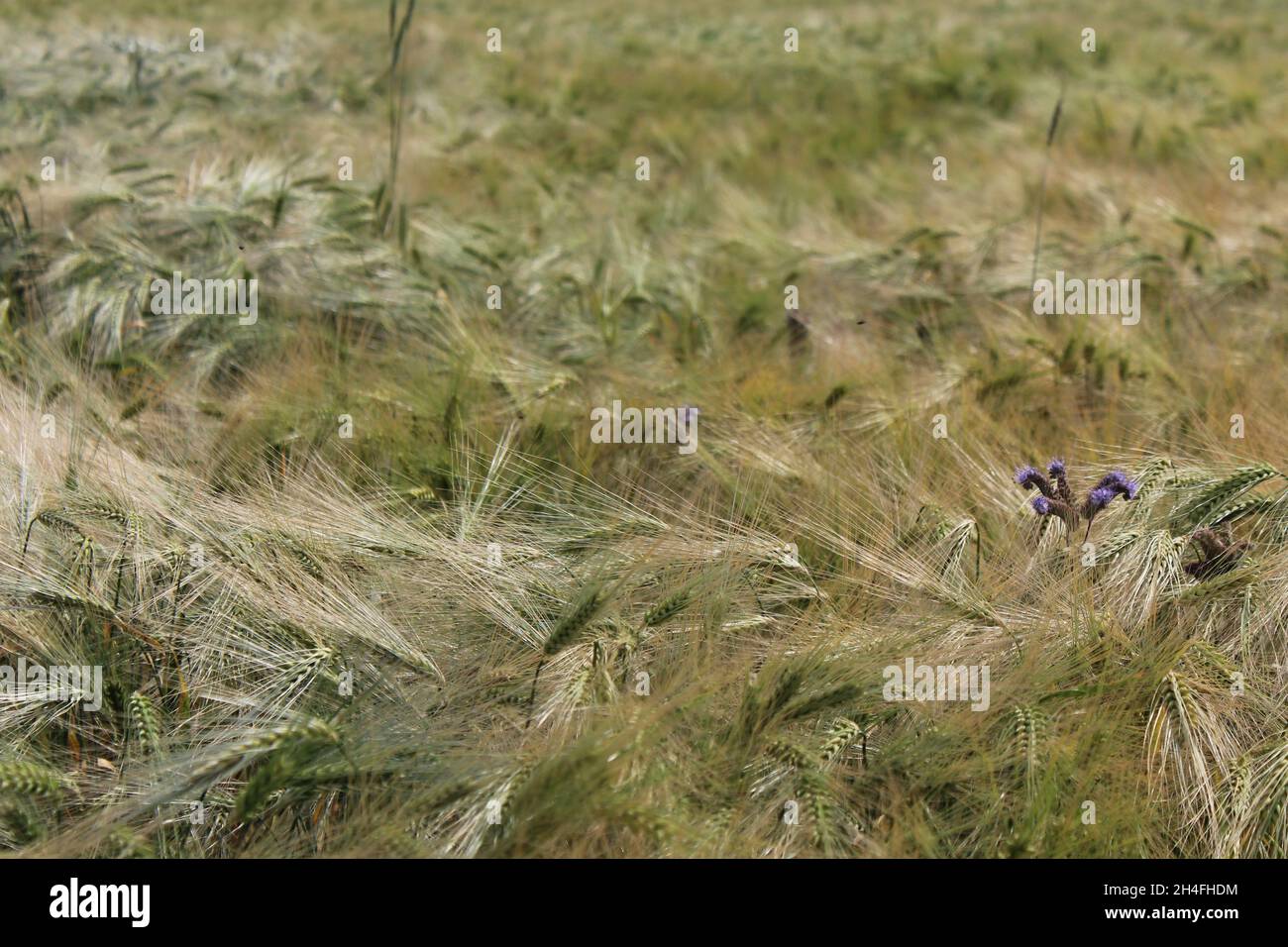 Lila Blüten des Büschelschön (Phacelia tanacetifolia) in einem Triticale Feld, Heiden, NRW, Deutschland. Stock Photo