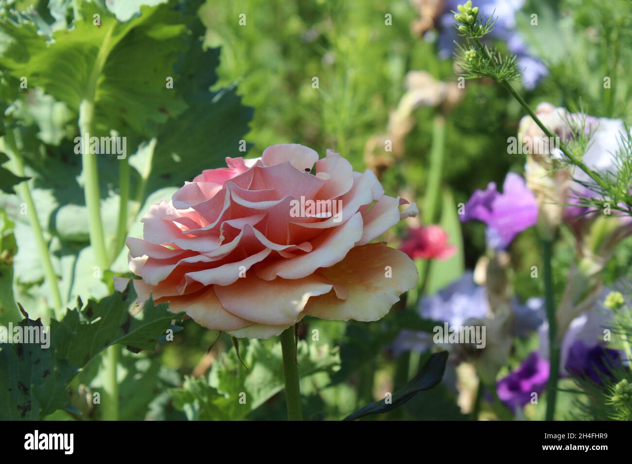 Buntes Blumenbeet in einem Garten. Vordergrund: eine große Blüte einer Rose in rosa apricot. im Hintergrund verschiedene Blumen wie Iris und Ziermohn. Stock Photo