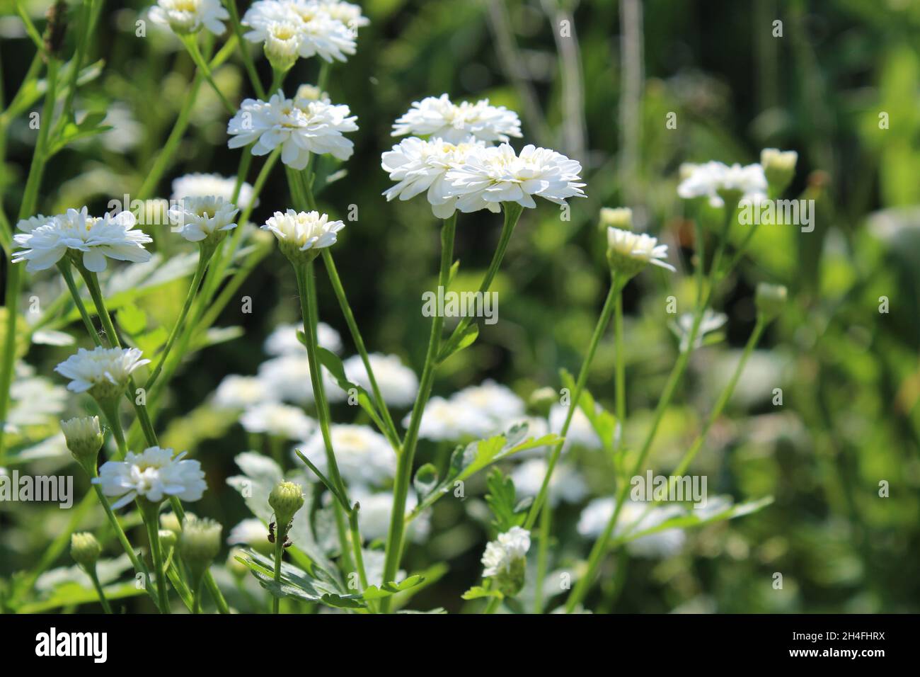 Ranunculus aconitifolius „Pleniflorus“, gefüllter Hahnenfuß, in einem Garten in NRW, Deutschland. Stock Photo