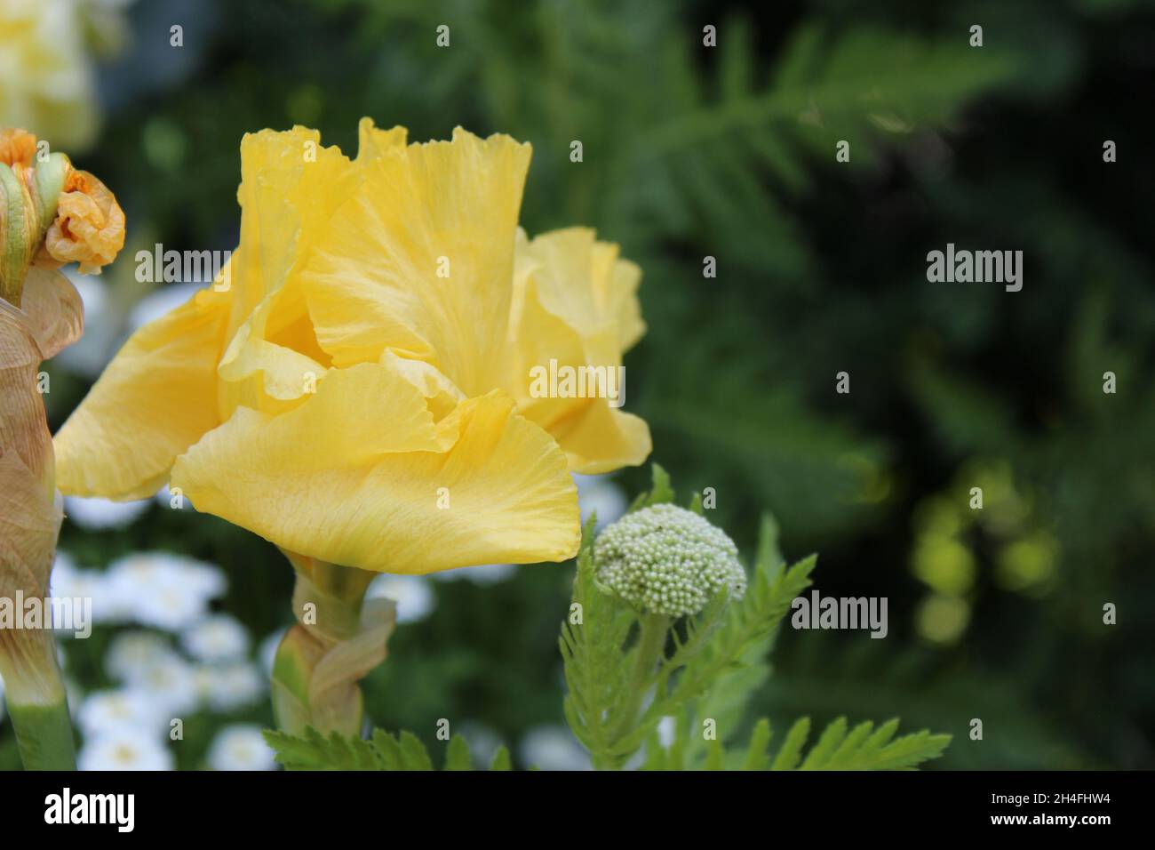 Gelbe Bartiris in einem privaten Garten in NRW, Deutschland. Stock Photo