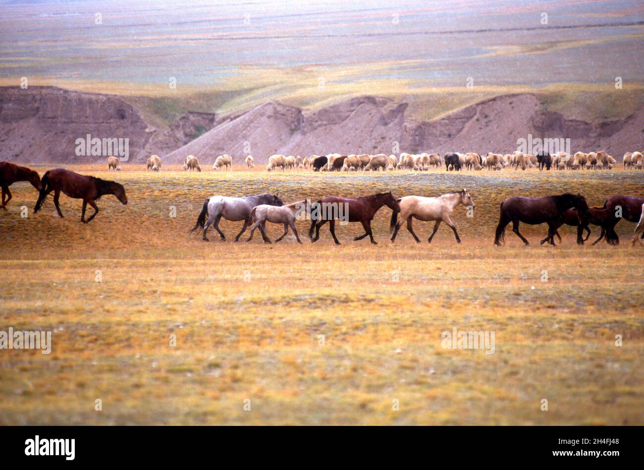 Herds of horses run in the prairie of Kyrgyzstan Stock Photo