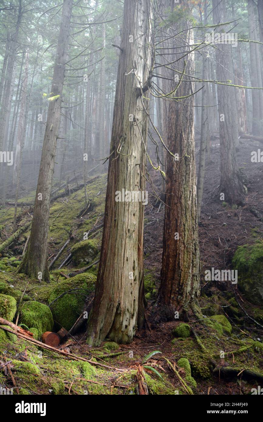 Conifer trees in a pristine and foggy old growth forest on the Sunshine Coast hiking Trail, near Powell River, British Columbia, Canada. Stock Photo