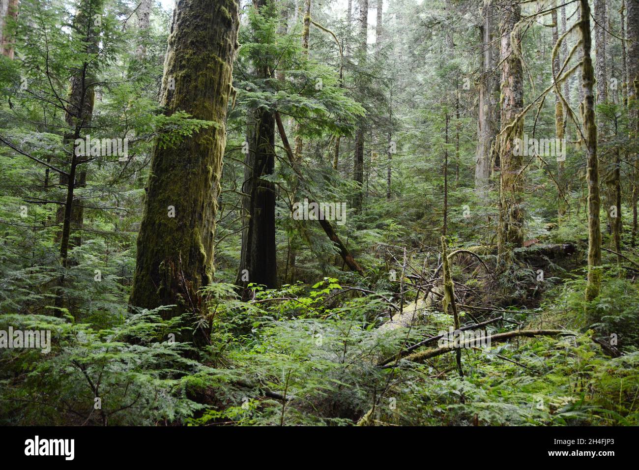 Conifer trees in a pristine old growth forest on the Sunshine Coast hiking Trail, near Powell River, British Columbia, Canada. Stock Photo