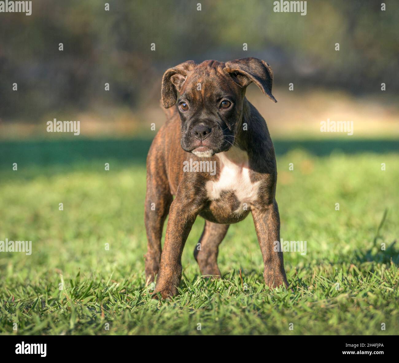 9 week old brindle Boxer dog puppy plays on grass lawn Stock Photo
