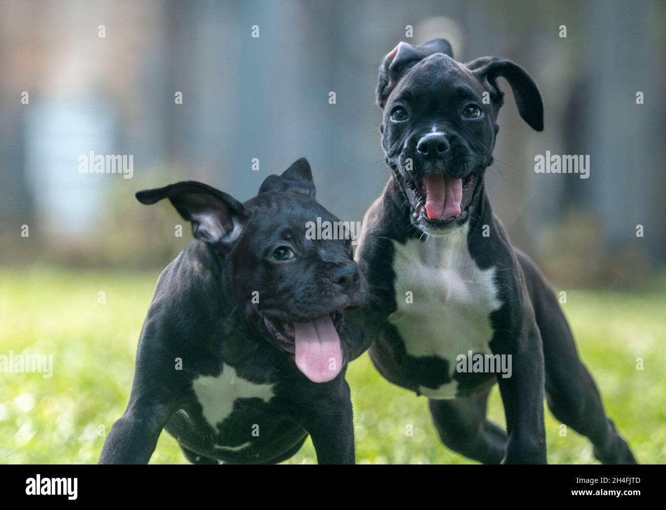 Tow nine week old black Boxer puppies romp and play on grass lawn Stock Photo