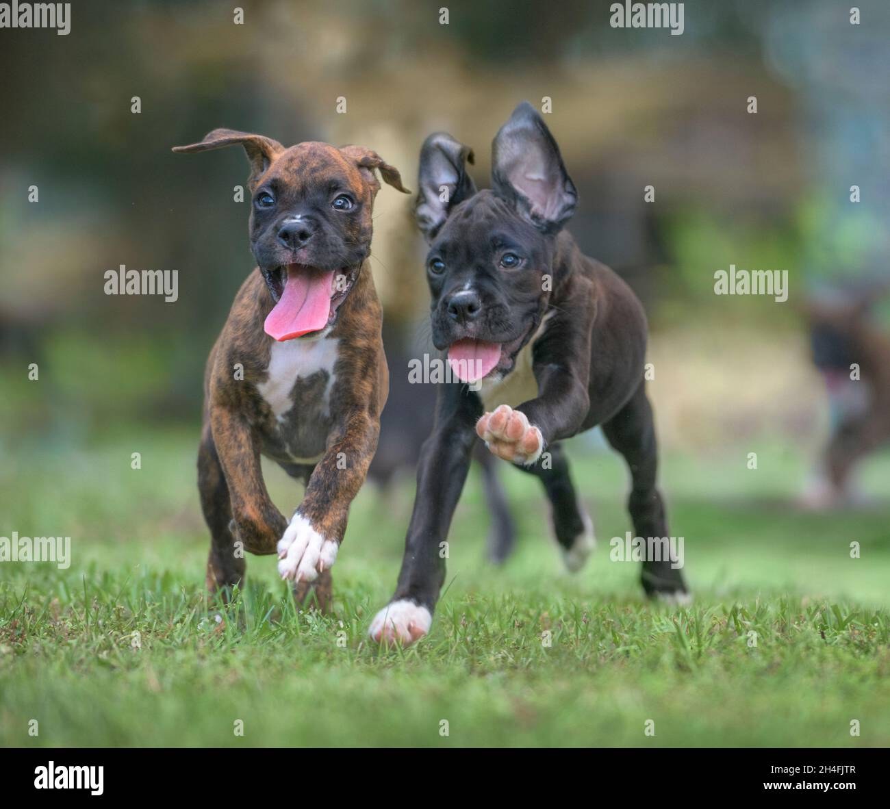 Two nine week old Boxer dog puppies romp and play running toward us on grass lawn Stock Photo